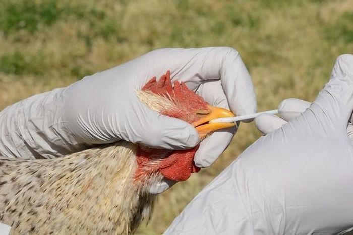 How the bird flu is affecting the South African food market