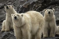 Polar Bear