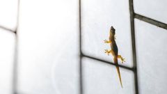 Lizards roaming your space can be annoying [Housing]