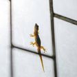 Lizards roaming your space can be annoying [Housing]