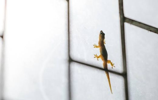 Lizards roaming your space can be annoying [Housing]