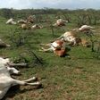 ___7592156___2017___11___13___14___Maasai+cows+dead