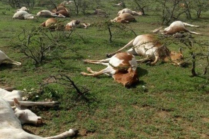 ___7592156___2017___11___13___14___Maasai+cows+dead