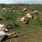 ___7592156___2017___11___13___14___Maasai+cows+dead