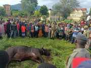 A buffalo that attacked a man in Voi, Taita Taveta