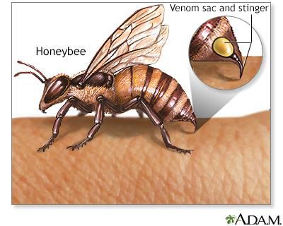 A diagram showing where a bee stores its venom