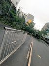 Huge tree falls in Nairobi CBD & blocks entire width of Moi Avenue