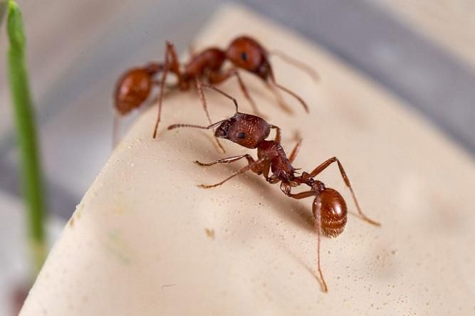 Harvester red ant