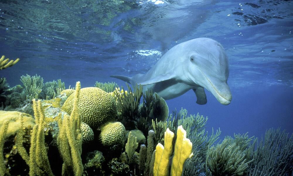 Belize Barrier Reef [WWF]