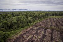 Aerial shot showing illegal forest conversion, including peatland drainage and deforestation to make room for a palm oil plantation inside Singkil Swamp Nature Reserve, Iemeudama village, Trumon district, south of Aceh. [Photo: Nanang Sujana]