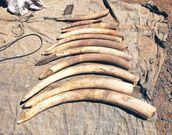 Elephant tusks recovered after an operation by police officers