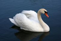 Try to avoid mute swan nests [Wikipedia]