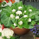 container gardening is an excellent option for individuals with limited space or those residing in urban areas.