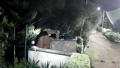 CCTV footage shows a lion on the fence of a private residence in Rongai