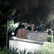 CCTV footage shows a lion on the fence of a private residence in Rongai