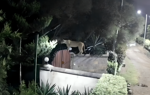 CCTV footage shows a lion on the fence of a private residence in Rongai