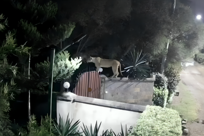 CCTV footage shows a lion on the fence of a private residence in Rongai