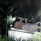 CCTV footage shows a lion on the fence of a private residence in Rongai