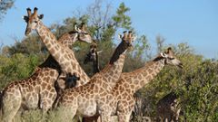 Giraffes [Image: Daniel Halle]