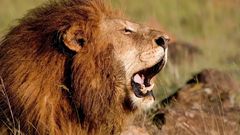 A lion roaring