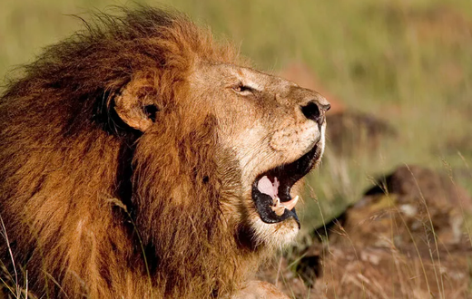 A lion roaring