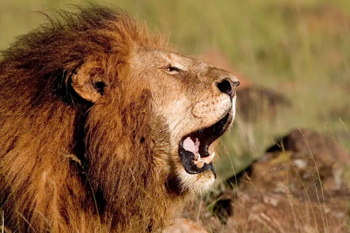A lion roaring