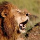 A lion roaring
