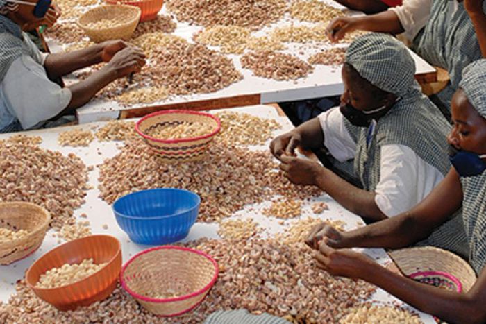 Ghana send its vital plant seeds to the Arctic Circle 'doomsday vault'