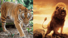 Tigers vs Lions [treehugger/adobestock]