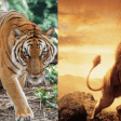 Tigers vs Lions [treehugger/adobestock]