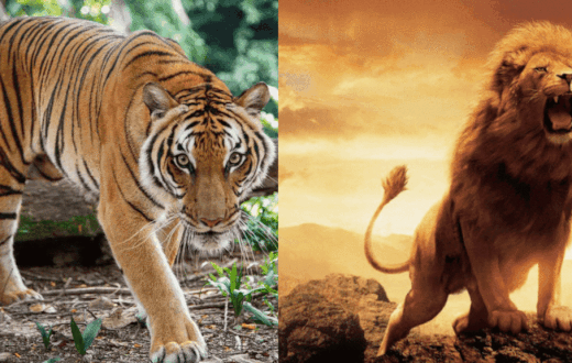Tigers vs Lions [treehugger/adobestock]