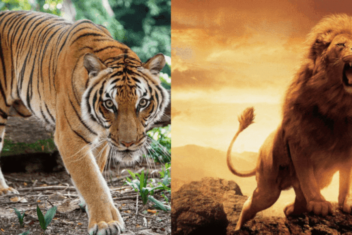 Tigers vs Lions [treehugger/adobestock]