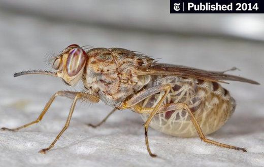 An annual loss of $5 billion in Africa’s food market has been attributed to a ravenous insect