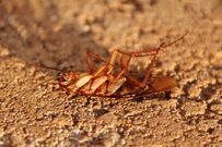 A dead cockroach