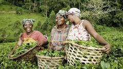 Female farmers in Africa
