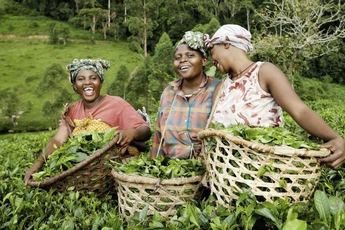 Female farmers in Africa