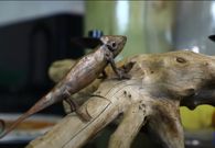 Mercy Kyallo and Marvin Gichuru's home