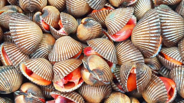 Blood clams are a dangerous delicacy [iStock]