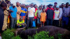 A buffalo that attacked a man in Voi, Taita Taveta