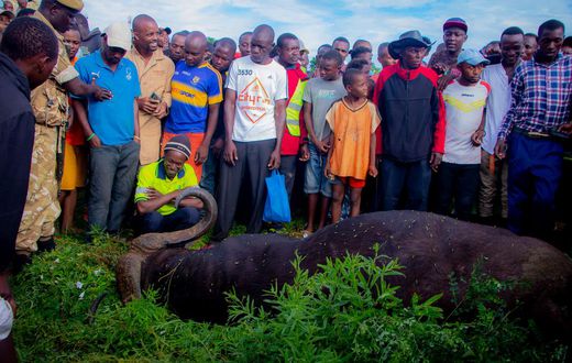 A buffalo that attacked a man in Voi, Taita Taveta