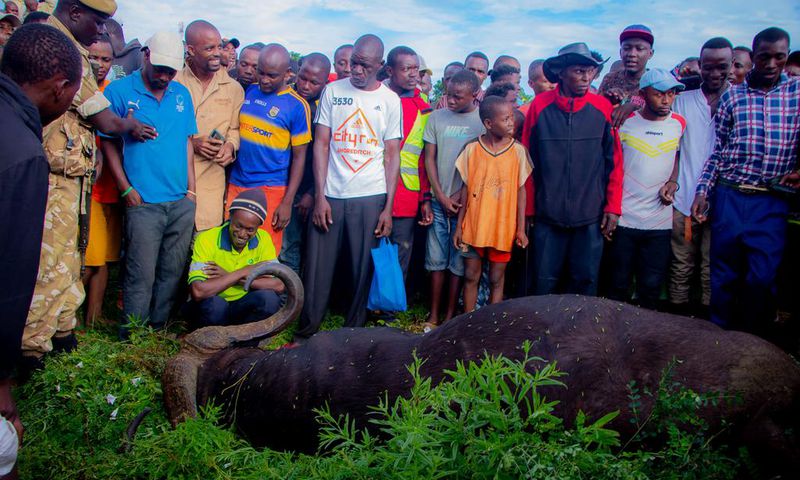 A buffalo that attacked a man in Voi, Taita Taveta