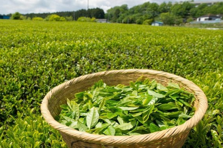 Kenya tea plantation