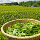 Kenya tea plantation