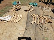 Elephant tusks recovered after an operation by police officers