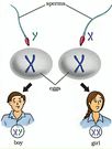 Why men determine the gender of a baby