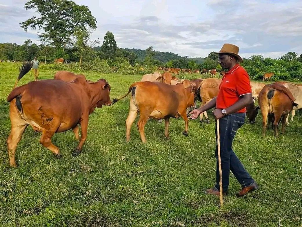 President Ruto in his farm