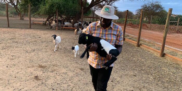 President William Ruto carrying a lamb in his ranch