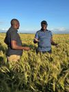 How Ruto mints millions from farming: Inside his farms & agribusiness ventures