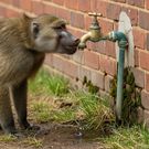 Homes with dripping taps attract wildlife