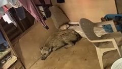 Why wild animals enter homes, and how to stop them